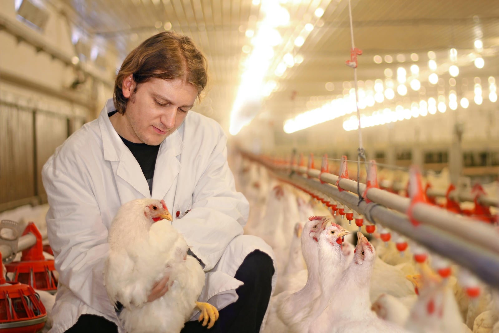 Biosecurity Poultry Farm Credit Of The Virginias